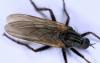 Empis tessellata